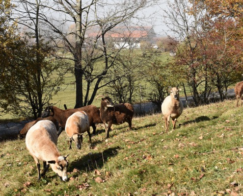 Wildschafe im Herbst am Jugendhaus Berghof