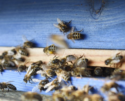 Bienen bestäuben die Obstbäume und Blumen