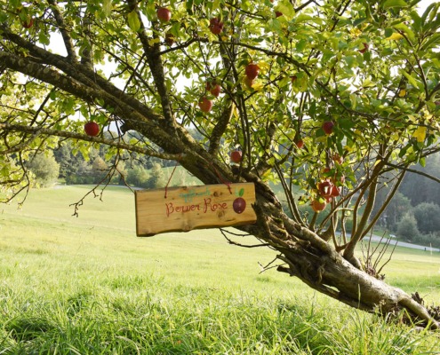 Apfel-Vielfalt rund um das Jugenhaus Berghof