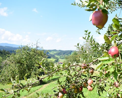 Apfelbaum mit Panorama