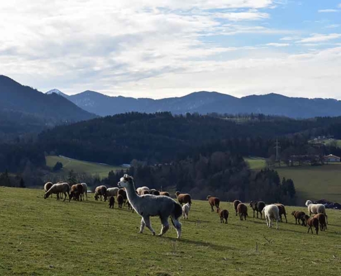 Lamas und Alpakas am Berghof Agatharied